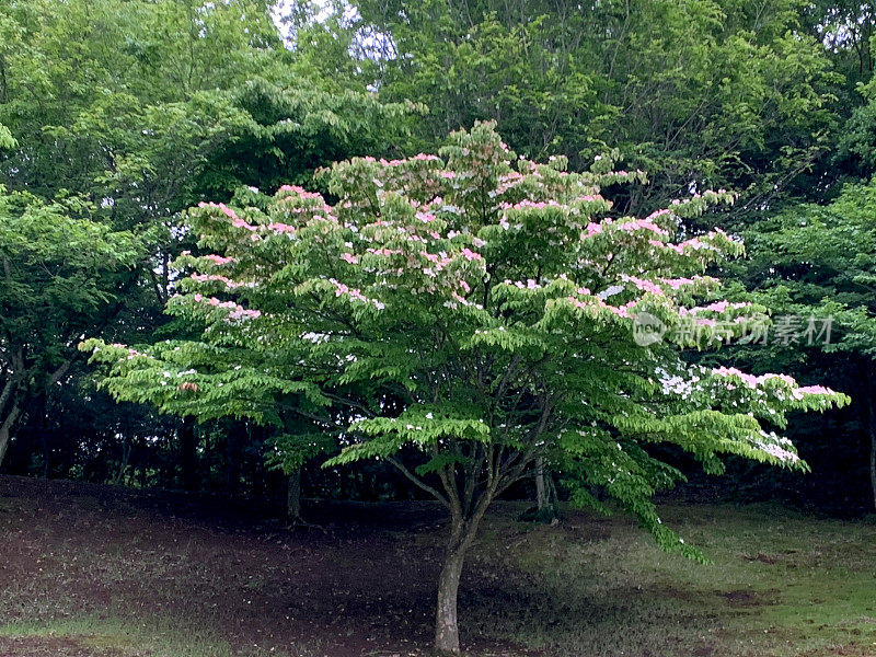 山茱萸/日本山茱萸:美丽的开花植物